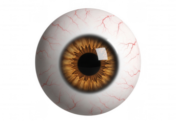 Brown iris sclera blood vessels isolated on a transparent background