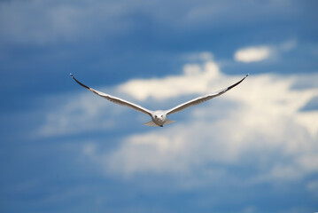A seagull flies high in the sky, wings spread wide. The bright blue background enhances its striking white feathers