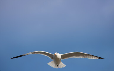 A seagull flies towards the camera, its wings spread. The blue background enhances its striking white feathers