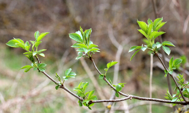 The first spring tree shoots