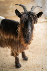 Adult long-haired goat with horns outdoors in an enclosure.
