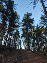 sunset in a pine forest