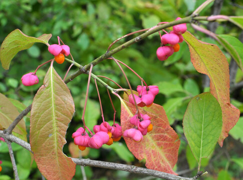 On a branch of euonymus europaeus ripened fruits with boxes
