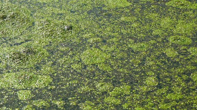 Aquatic plants rootless duckweed Wolffia arrhiza and duckweed Lemna turionifera