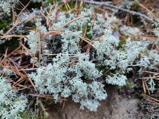 Cladonia rangiferina in the forest
