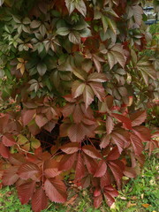 Maiden grapes. Multicolored leaves of maiden grapes among autumn grass. Sunny autumn day. Selective focus.