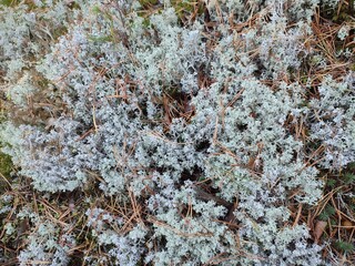 Cladonia rangiferina in the forest