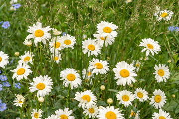 Fototapeta premium Chamomile flower field. White daisies on spring meadow, wild camomiles in english garden