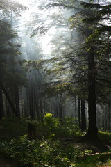 Fototapeta premium Green forest background with sunlight and trees