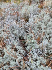 Cladonia rangiferina in the forest