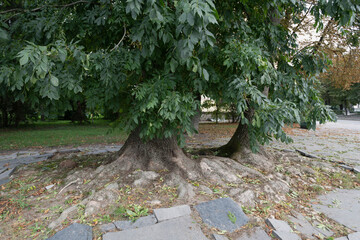 Majestic Tree Roots A Close-Up View