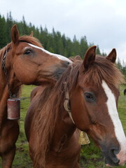 Obraz premium Wild horses grazing in green meadow Beautiful horses in nature