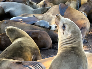 California Sea Lion Colony Resting in Monterey Bay