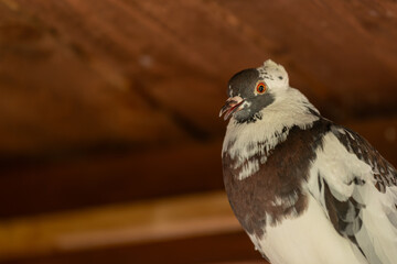 Obraz premium Beautiful brown and white ornamental pigeon under a wooden roof. 