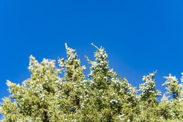 Juniperus osteosperma (Utah juniper; syn. J. utahensis) is a shrub or small tree. North Menan Butte Trail, tuff cones - volcanoes. Madison County, Idaho. Snake River Plain.