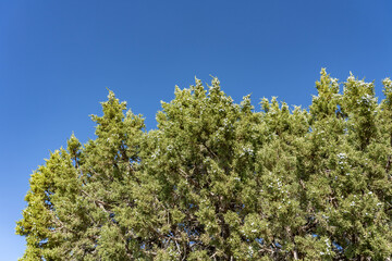 Juniperus osteosperma (Utah juniper; syn. J. utahensis) is a shrub or small tree. North Menan Butte Trail, tuff cones - volcanoes. Madison County, Idaho. Snake River Plain.