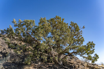 Juniperus osteosperma (Utah juniper; syn. J. utahensis) is a shrub or small tree. North Menan Butte Trail, tuff cones - volcanoes. Madison County, Idaho. Snake River Plain.
