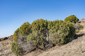 Juniperus osteosperma (Utah juniper; syn. J. utahensis) is a shrub or small tree. North Menan Butte Trail, tuff cones - volcanoes. Madison County, Idaho. Snake River Plain.