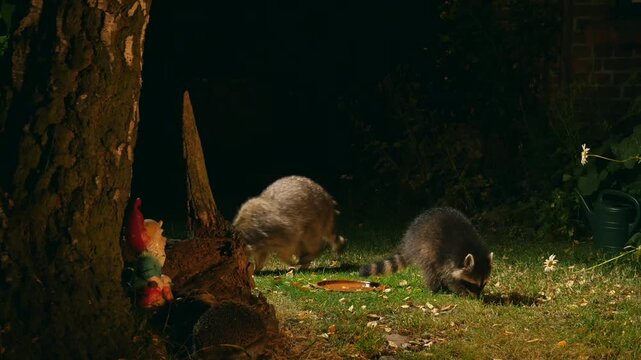 racoon with offspring meets hedgehog in garden at night 8