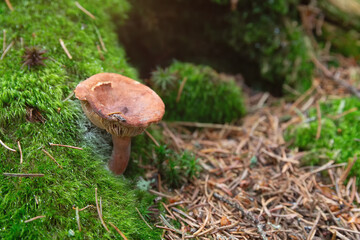 The fungus grows in a forest glade in autumn