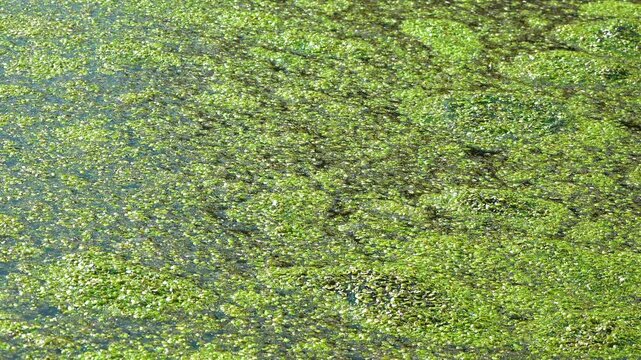 Aquatic plants rootless duckweed Wolffia arrhiza and duckweed Lemna turionifera