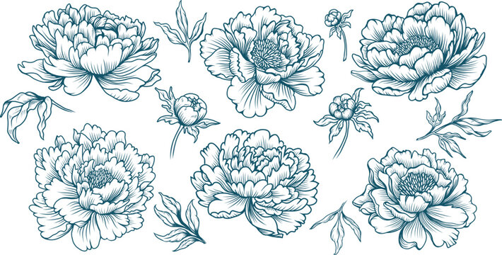 Collection of peony flower line art illustrations in elegant vintage botanical style