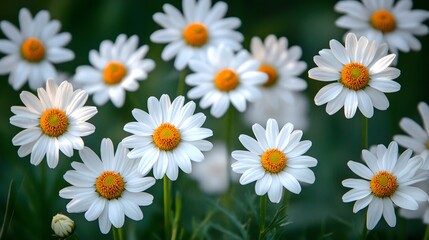 Fototapeta premium Dreamy daisy field with soft focus and white petals, serene natural setting