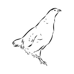 Ulan. bird, vector sketch