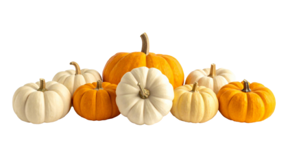 Varying pumpkins and gourds displaying autumn harvest concept