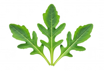 Green arugula leaves arrangement isolated on a transparent background