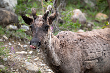 Caribou with Velvet Antlers in Canada