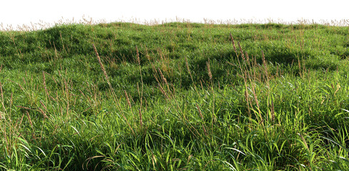 3d render of a green grass field, isolated over transparent background, PNG cut-out	
