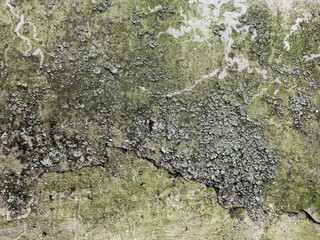Green and Black Mold Fungus on Concrete Wall