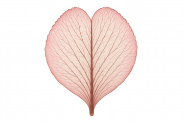 Heart shaped skeleton leaf showing detailed translucent veins in pink color, isolated on transparent background