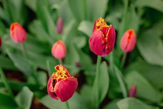 Tulips 06
