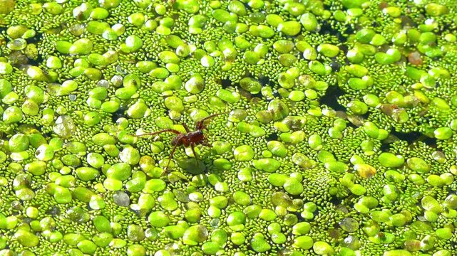 A spider on floating plants, duckweed and wolffia plants floating on the surface of a dirty eutrophic lake