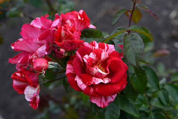 A bright red and white rose in a summer garden. A large red and white rose bud. A rosebud.