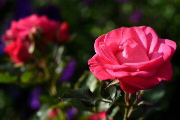 A bright red rose in a summer garden. A large red rose bud. A rosebud.