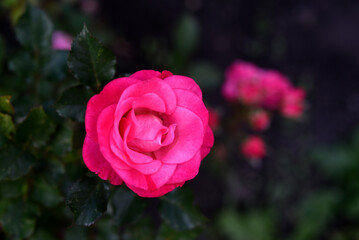A bright red rose in a summer garden. A large red rose bud. A rosebud.