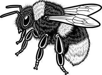 Obraz premium Line art vector of bumblebee with hairy texture and small wings, black outline, isolated on white