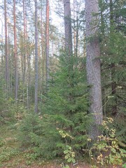 cozy pine forest in autumn