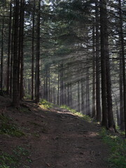 Fototapeta premium Green forest background with sunlight and trees