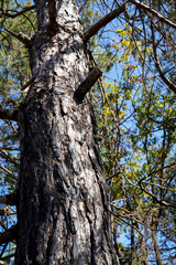 burnt trees in the forest after a fire