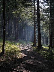 Green forest background with sunlight and trees