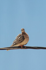 sparrow on a branch