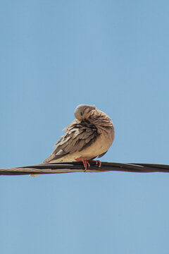 sparrow on a branch