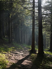 Obraz premium Green forest background with sunlight and trees