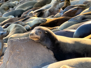 Fototapeta premium Sleeping California Sea Lions, Monterey Bay