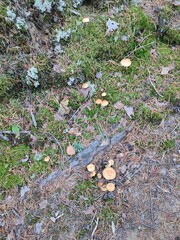 a mushroom in the forest. Hypholoma capnoides
