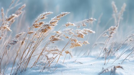 frosty winter grass in the snow,